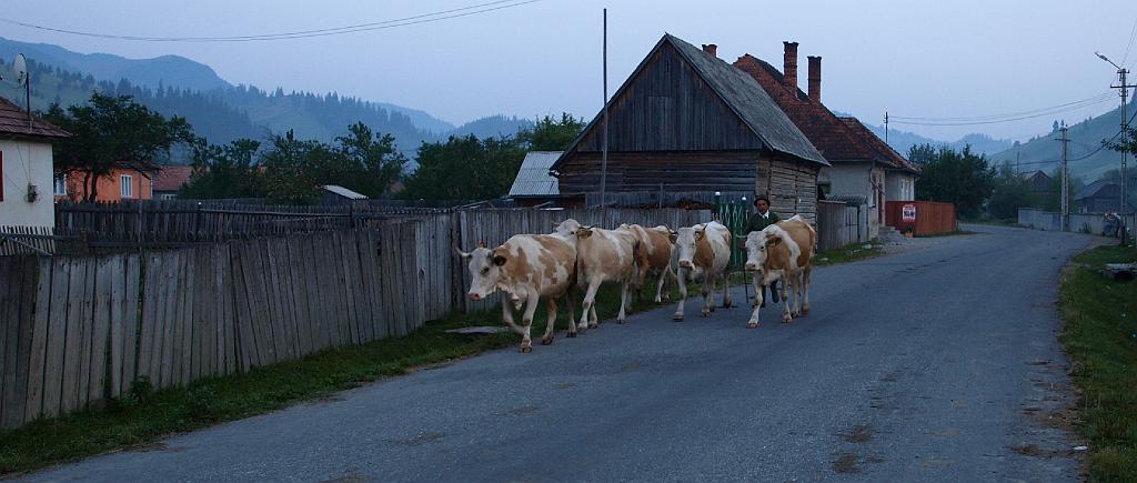 Erdély_2008_103.jpg - hajnalban indul a csorda.