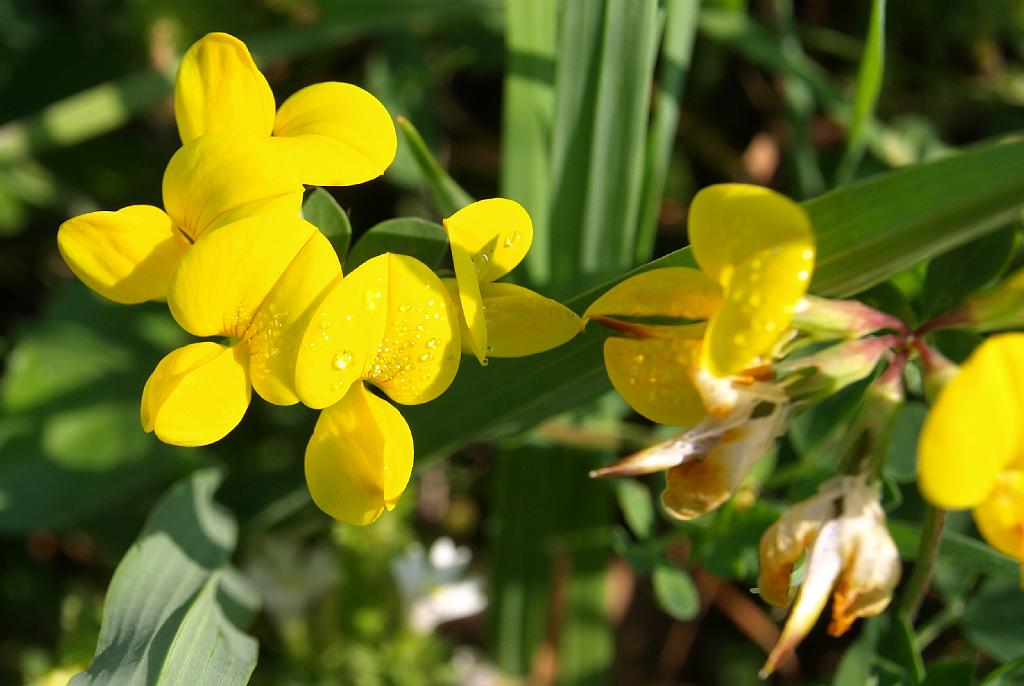 Erdély_2008_120.jpg - reggeli harmat.