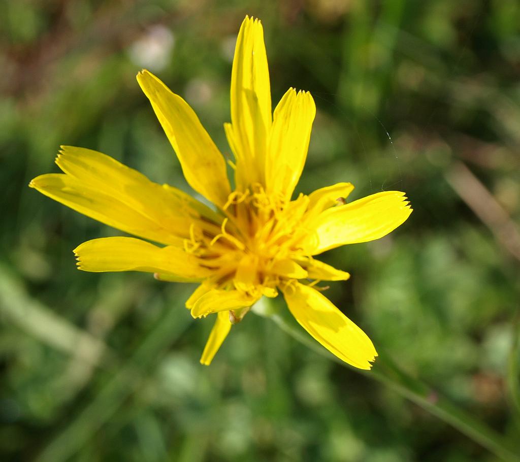 Erdély_2008_122.jpg - virág.