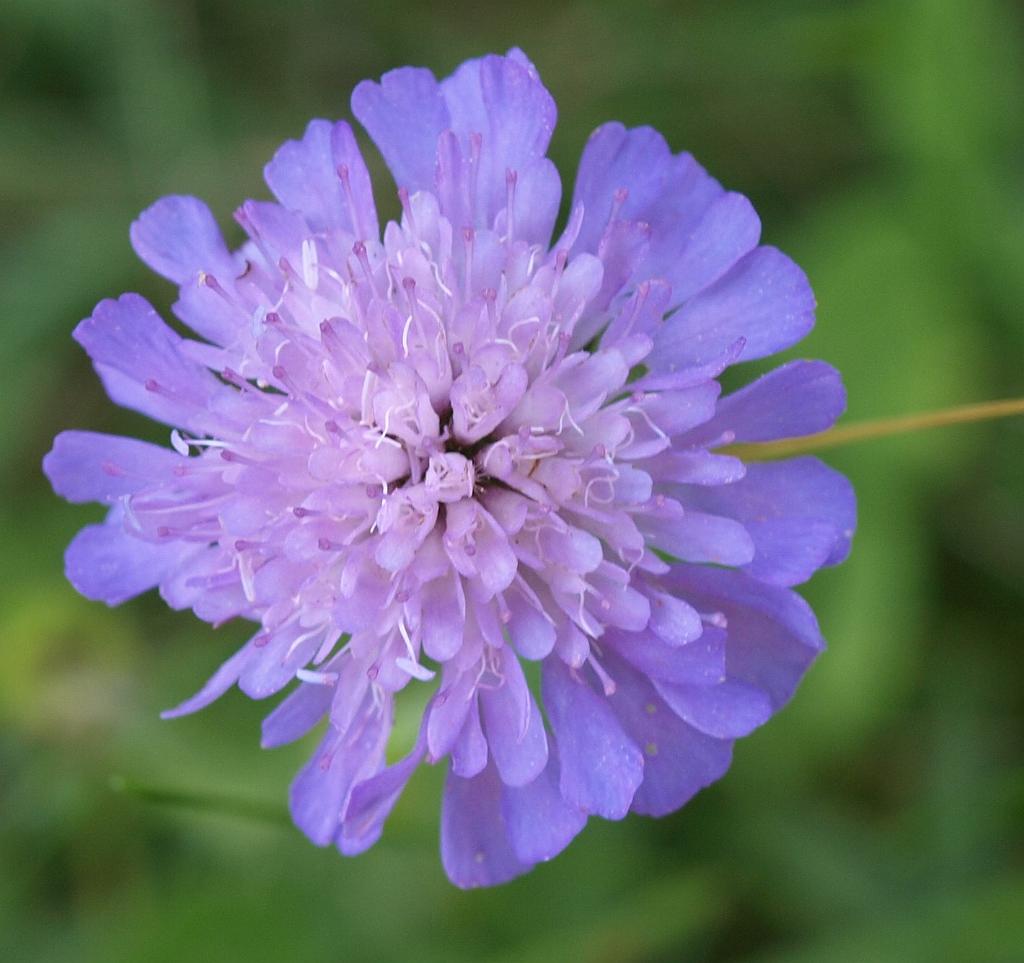 Erdély_2008_127.jpg - virág.