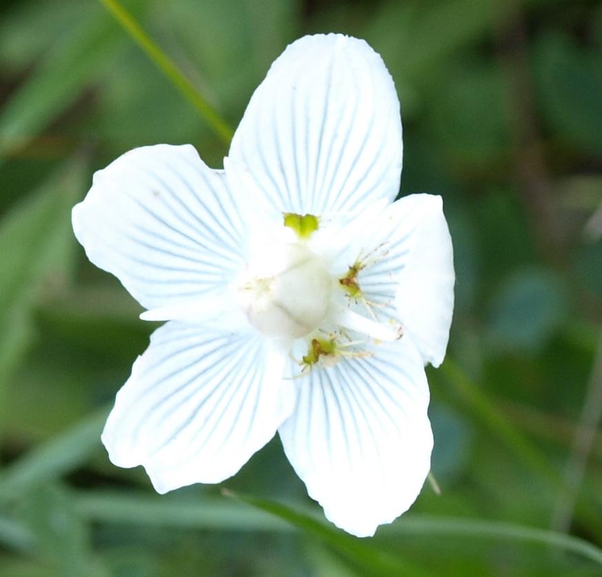 Erdély_2008_128.jpg - virág.