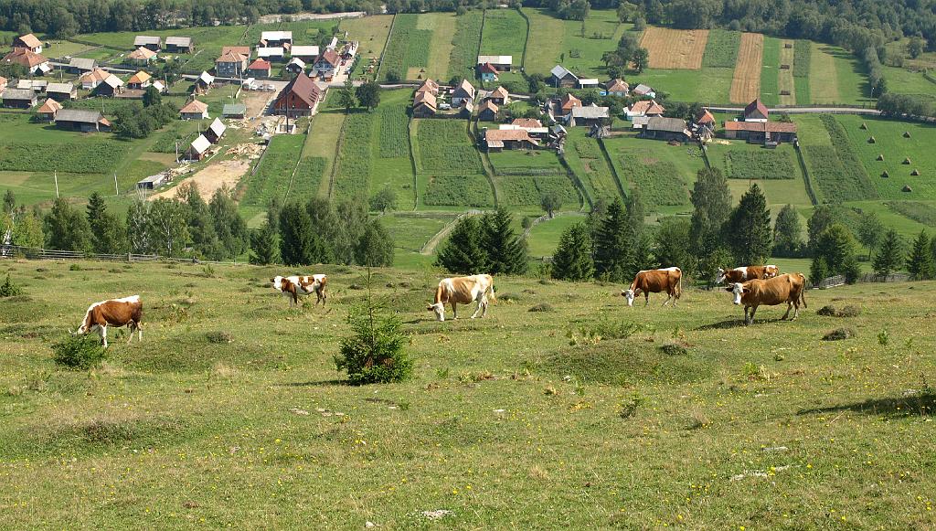 Erdély_2008_133.jpg - a Csángó panzió madár/tehen/távlatból.