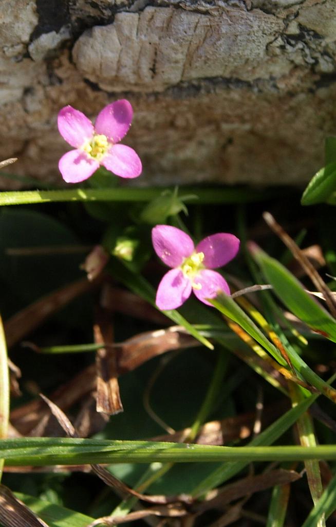 Erdély_2008_141.jpg - virág.