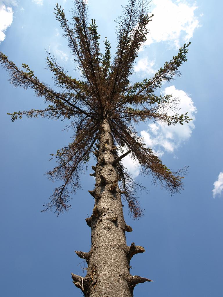 Erdély_2008_143.jpg - íme a kopasz fenyő!