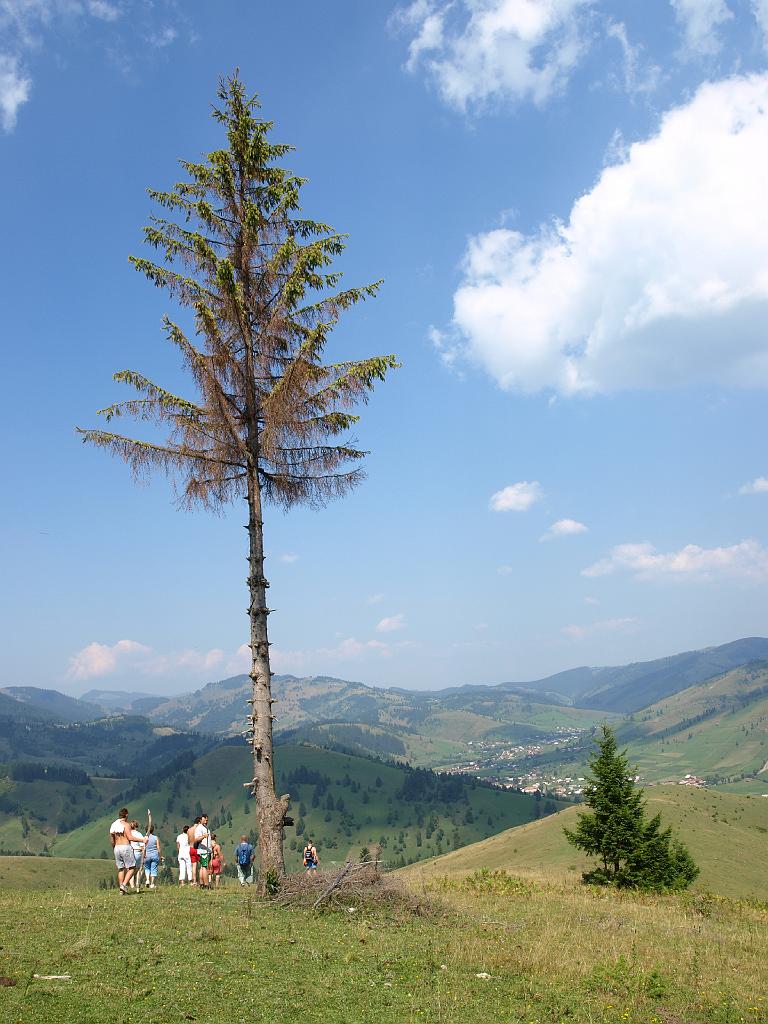 Erdély_2008_146.jpg - a kopasz fenyő alatt!