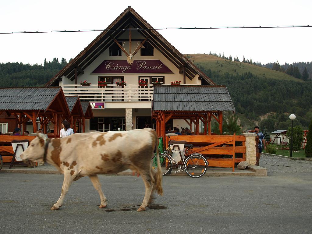 Erdély_2008_164.jpg - a Csángó és a tehén.