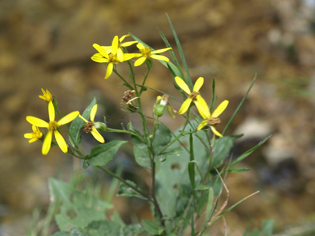 Erdély_2008_199.jpg - virág.
