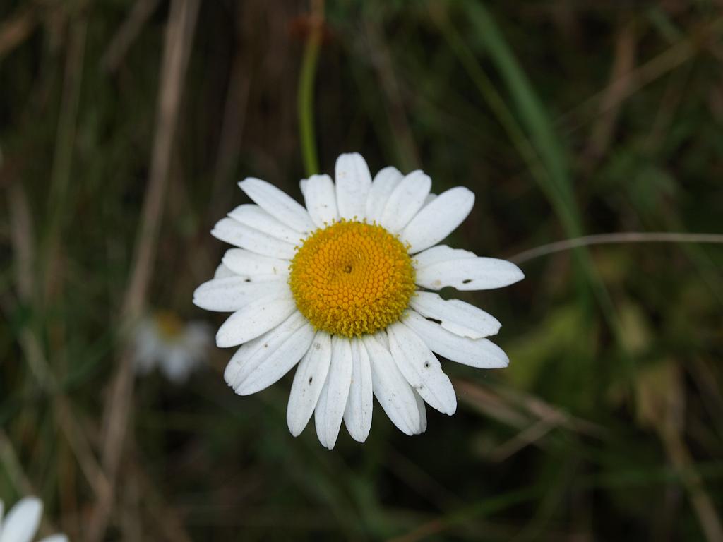 Erdély_2008_204.jpg - virág.