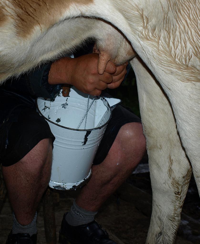 Erdély_2008_220.jpg - és jő a tej!