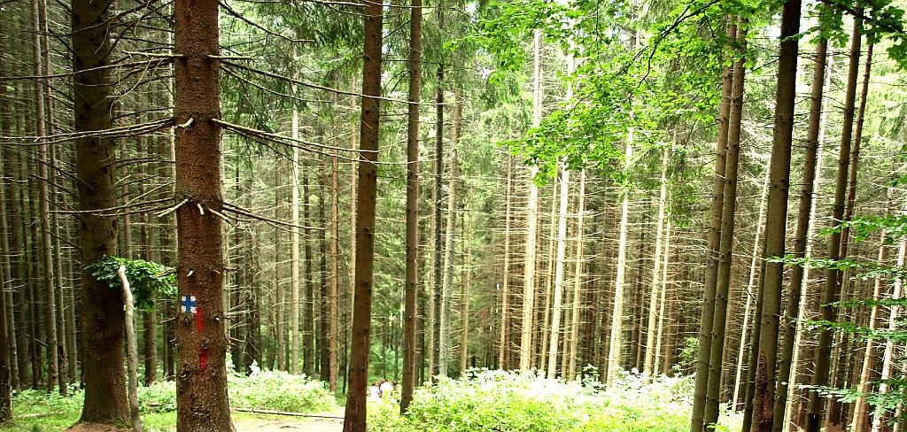 Erdély_2008_240.jpg - fenyves a tó partján.