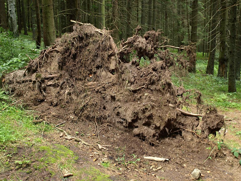 Erdély_2008_242.jpg - egy fenyő alulnézetben.