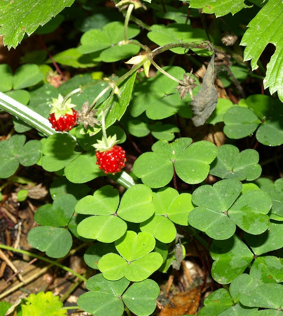 Erdély_2008_251.jpg - szamóca???