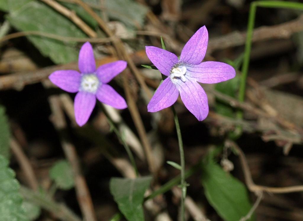 Erdély_2008_257.jpg - virágok.