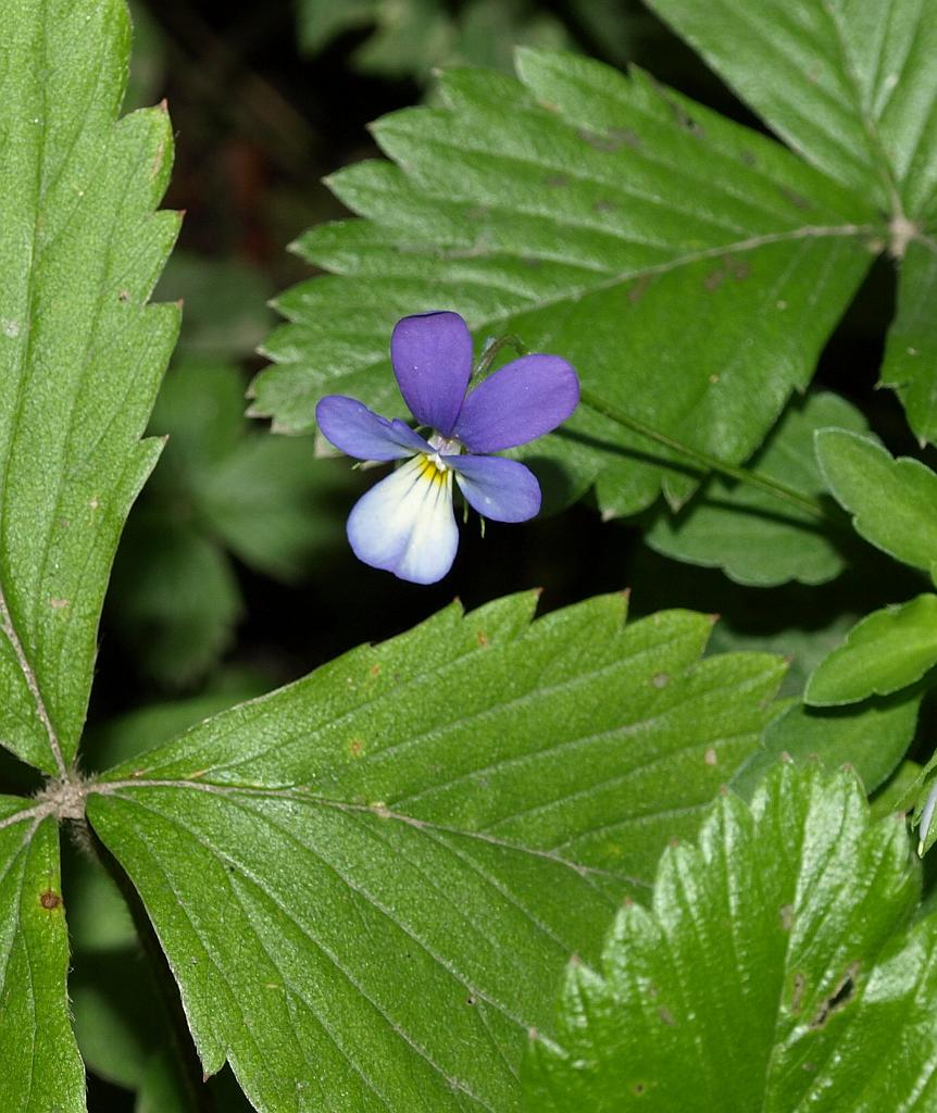 Erdély_2008_258.jpg - virág.