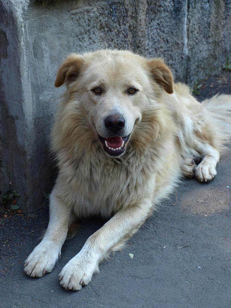 Erdély_2008_27.jpg - egy vérengző fenevad.