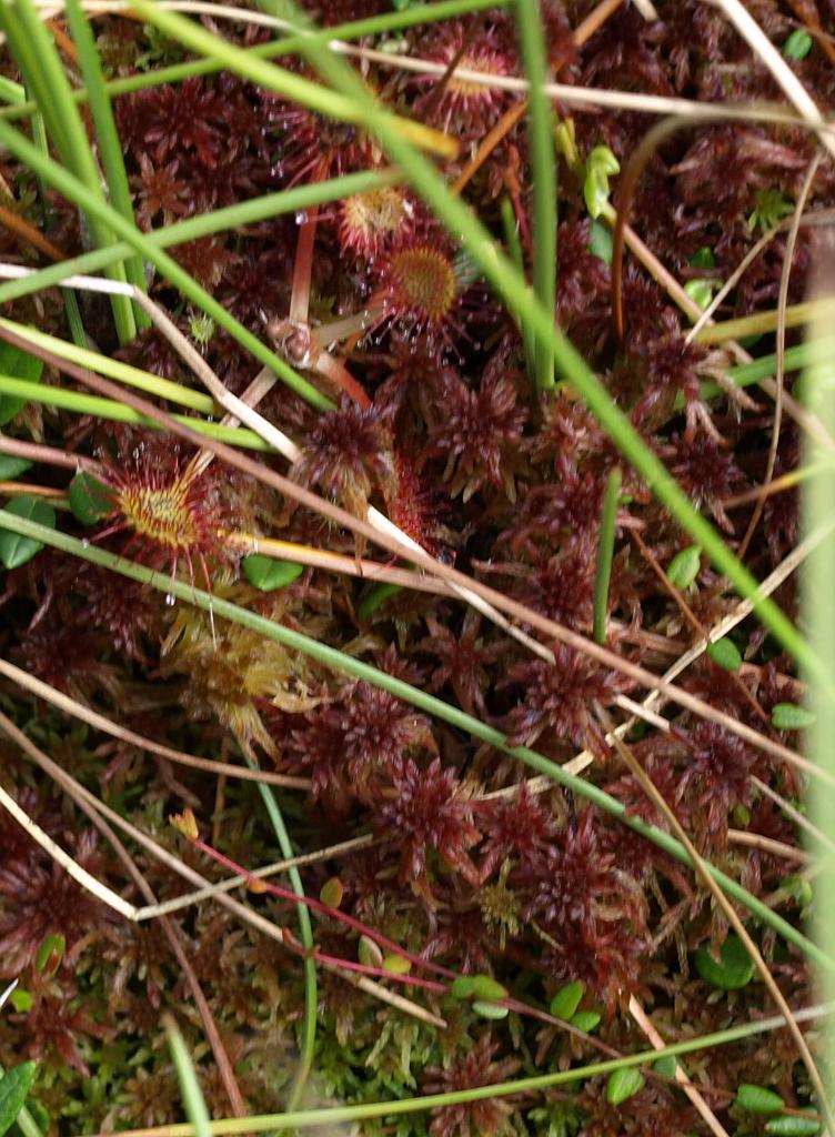 Erdély_2008_270.jpg - a húsevő.