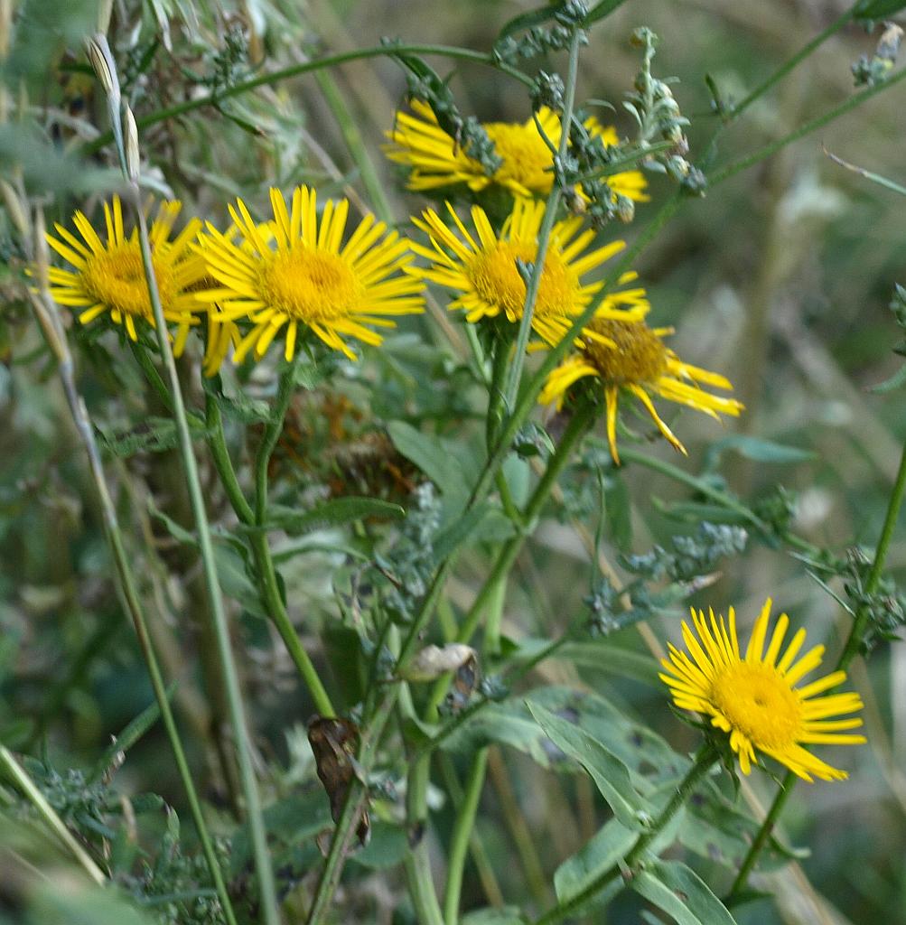 Erdély_2008_291.jpg - virág.