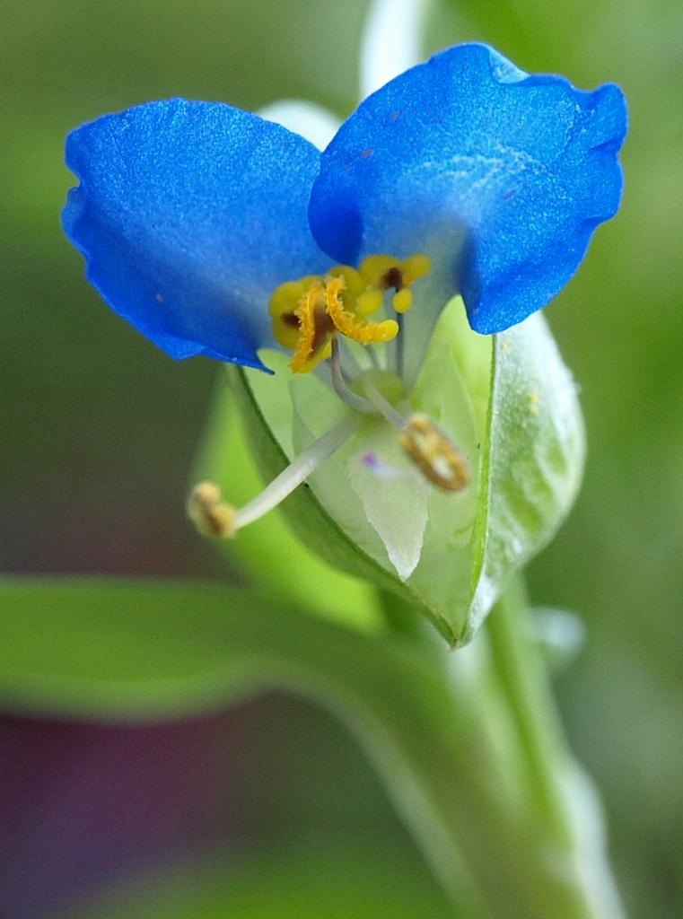 Erdély_2008_336.jpg - virág.