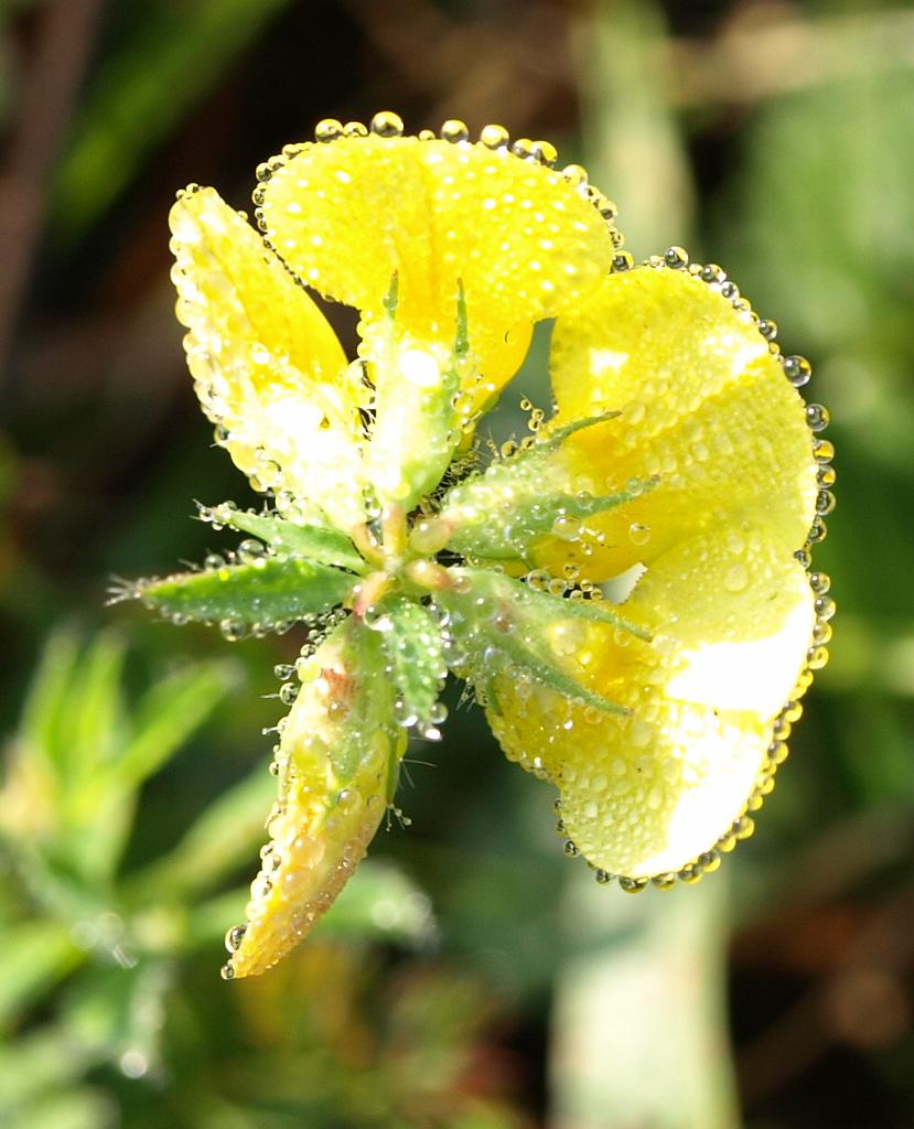 Erdély_2008_342.jpg - reggeli harmat.