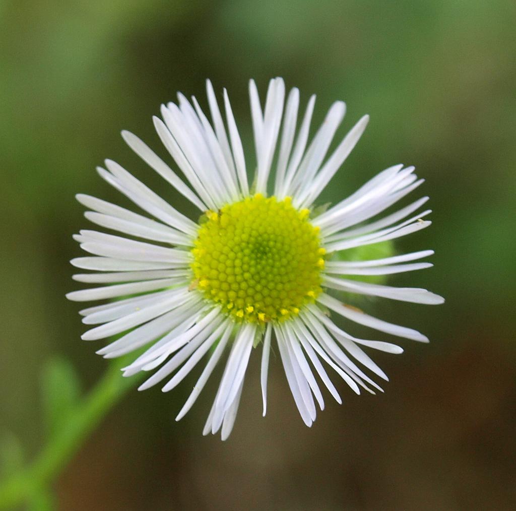 Erdély_2008_354.jpg - virág.