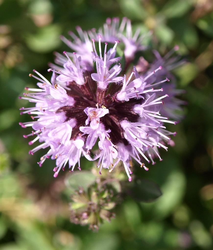 Erdély_2008_362.jpg - virág.