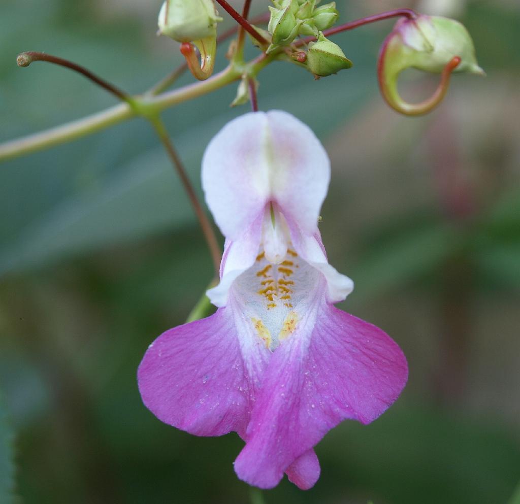 Erdély_2008_365.jpg - virág.