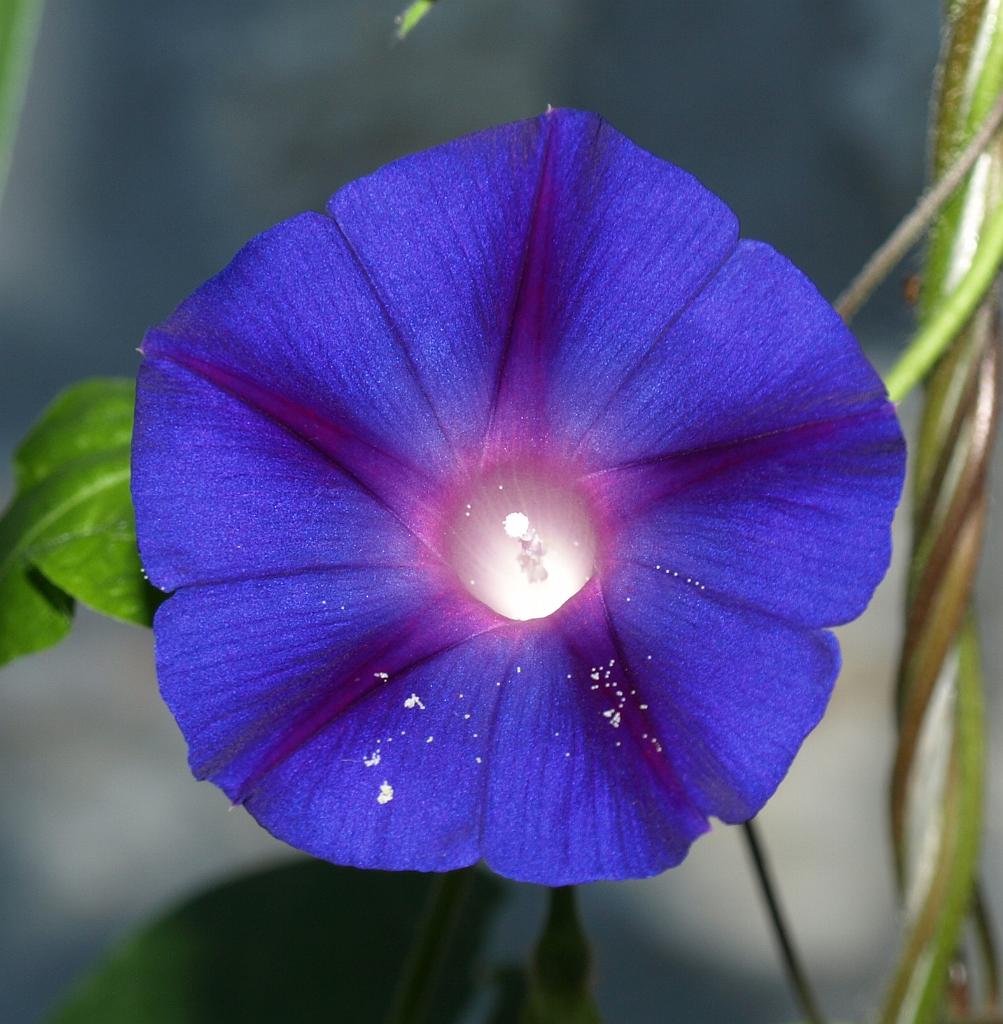 Erdély_2008_67.jpg - virág /lesz még jónéhány/.