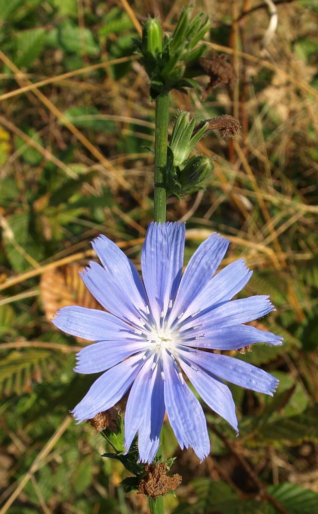 Erdély_2008_70.jpg - virág.