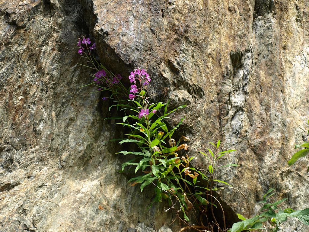 Erdély_2008_78.jpg - Fogarasi havasok.