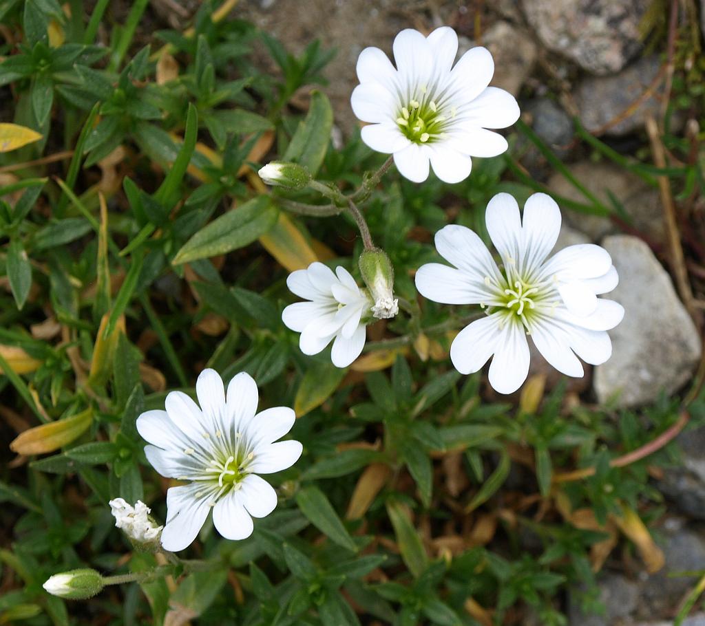 Erdély_2008_92.jpg - virágok.