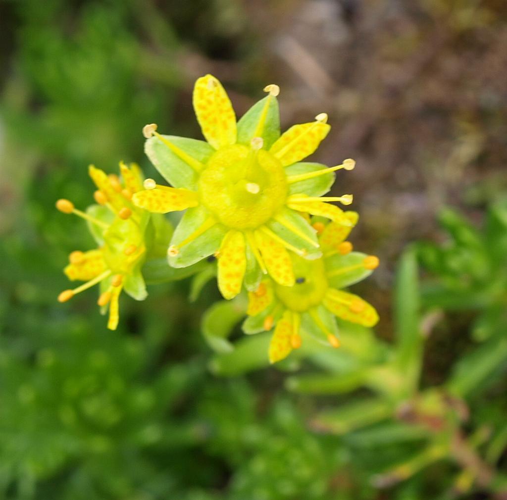 Erdély_2008_93.jpg - virágok.