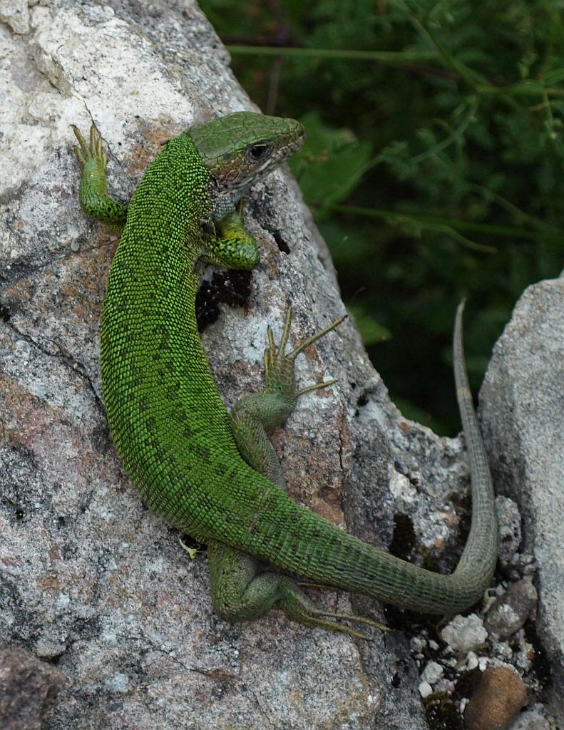 p7240845.jpg - egy félelmetes várvédő harcos.