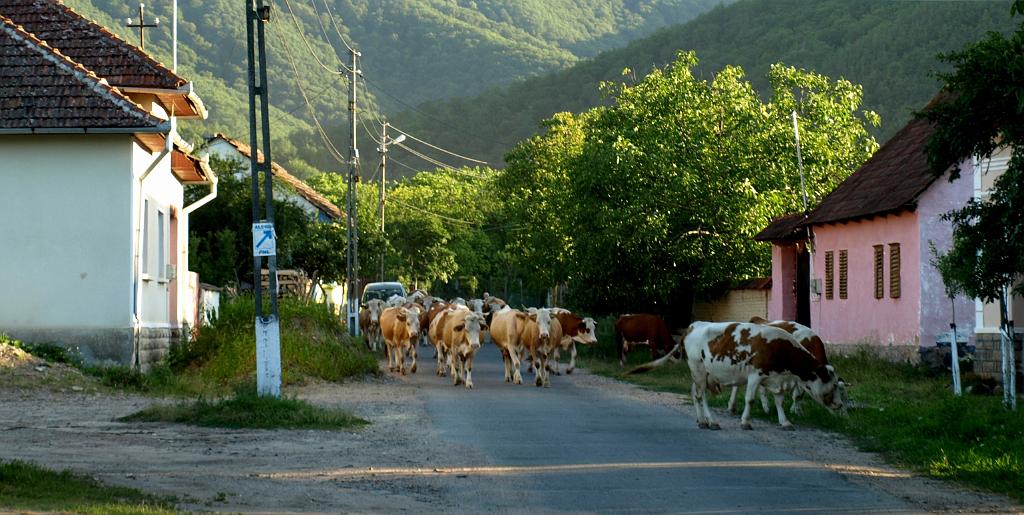 p7240901.jpg - a tehenkék is hazafelé tartanak.