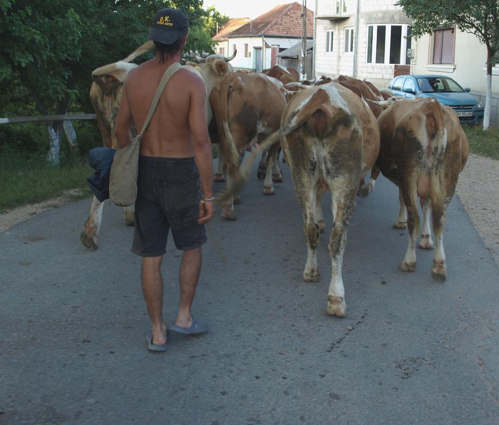 p7240911.jpg - Sanyi a tehenek őrzője.