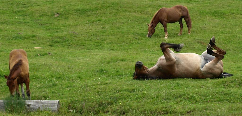 p7251013.jpg - közben a lovak is ideértek és az egyik a hasát süttette a nappal.