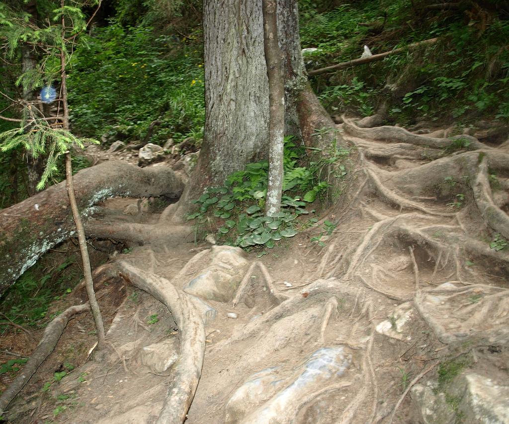 p7251025.jpg - ilyen tereppel kellett megküzdeni