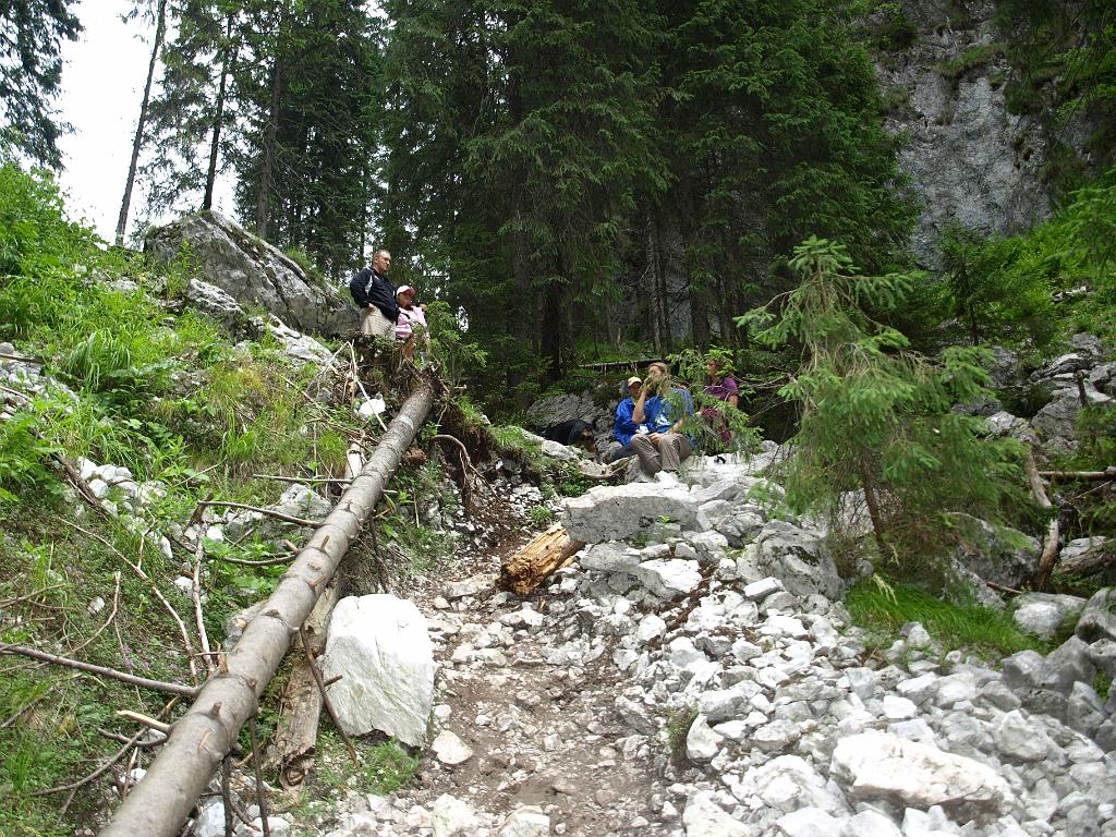 p7251071.jpg - az a fenyő nem bírta tovább az elemek ostromát.