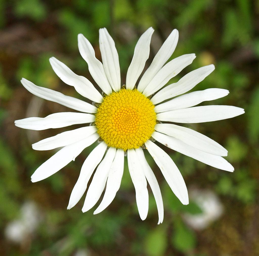 p7251101.jpg - egy margaréta/szerű/ virágszál.