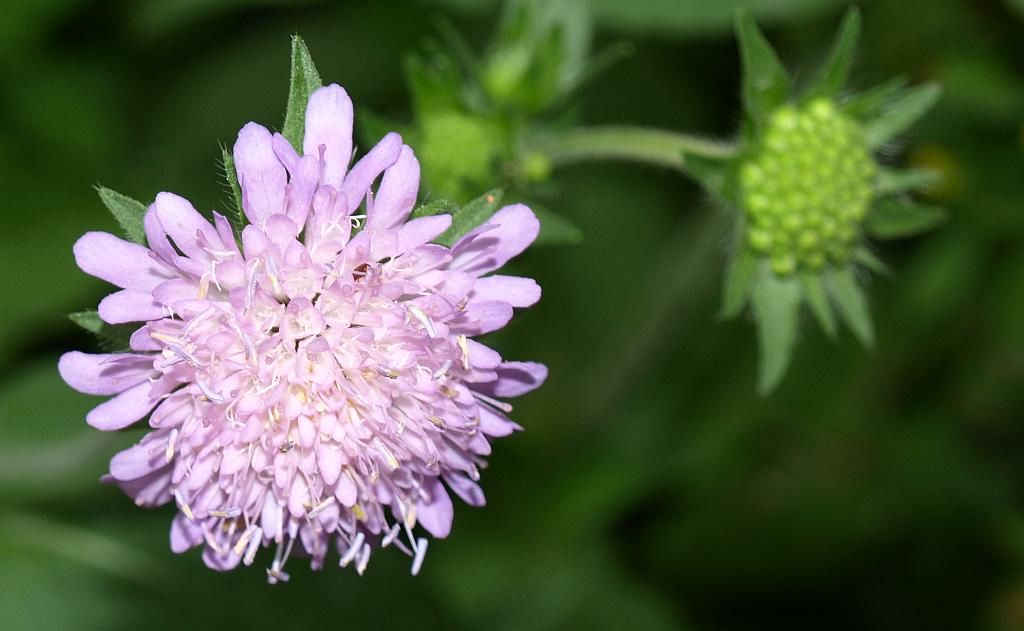 p7251111.jpg - még mindig virágok.