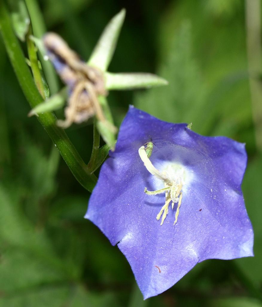 p7251112.jpg - és még egy.