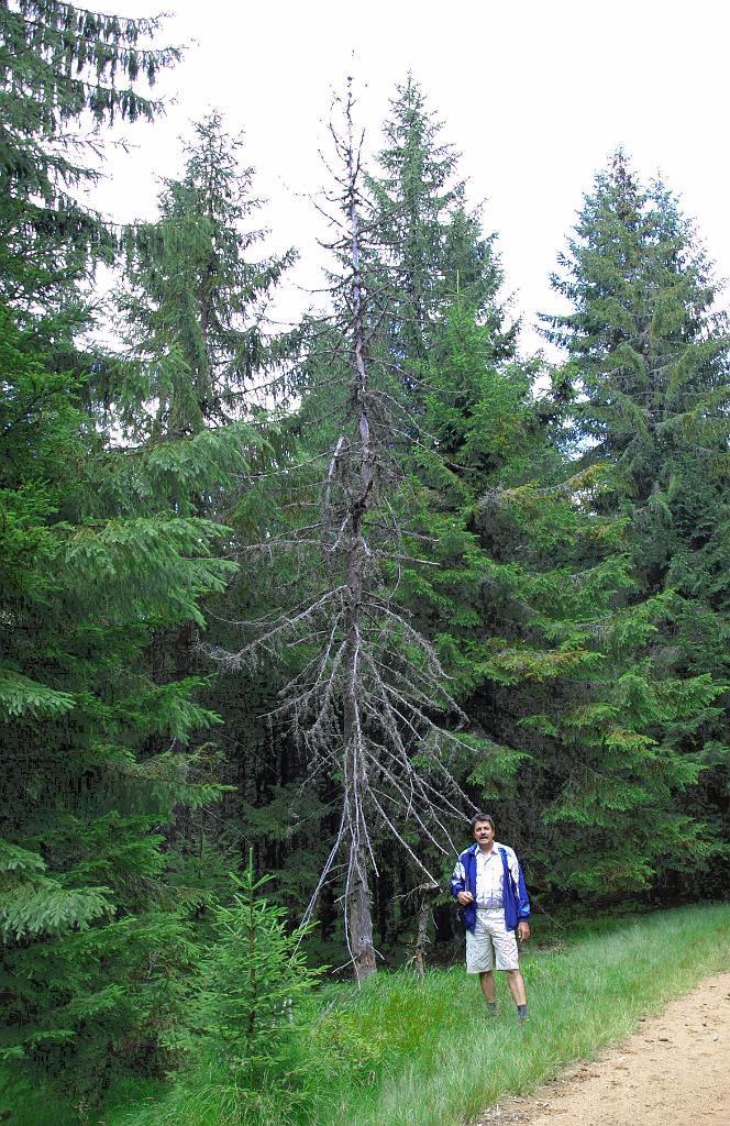 p7261423.jpg - Gyula egy elszáradt fenyő tövében.