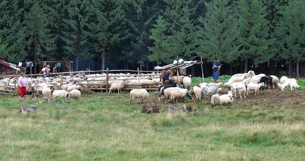 p7261427.jpg - az út végén találkoztunk a nyájjal, éppen fejték őket.