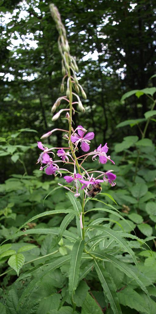 p7261446.jpg - megint virág.