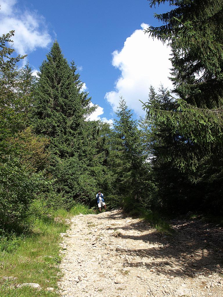 p7261452.jpg - Gyula előbukkan az erdőből.