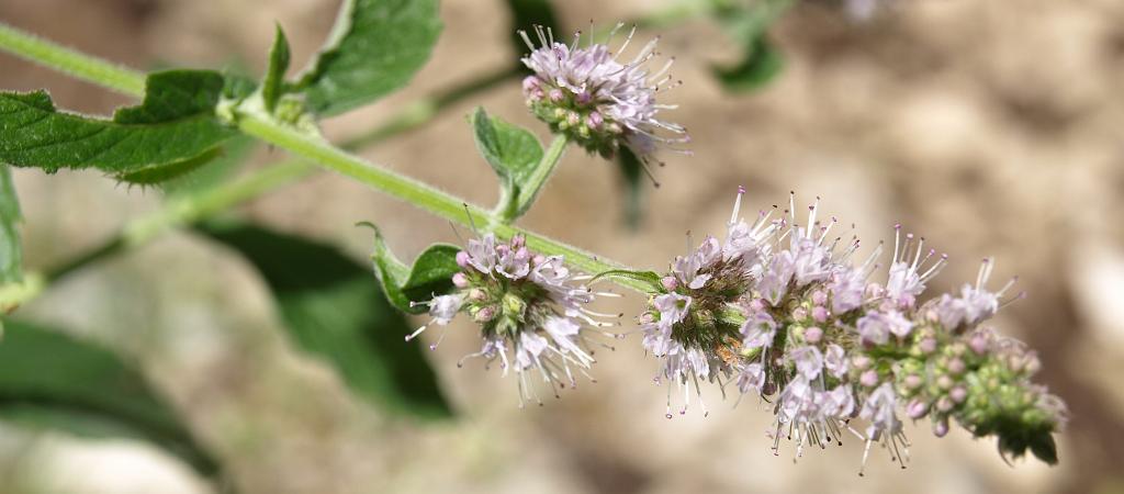 p7271648.jpg - megint egy virág.