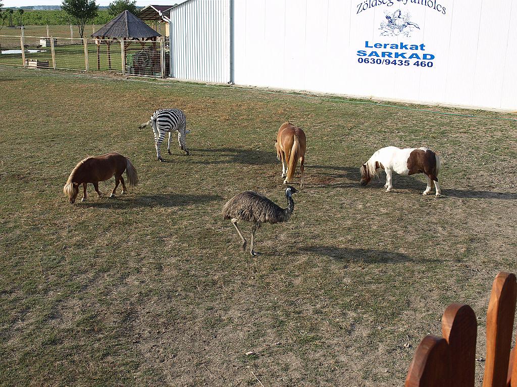 p7271746.jpg - Sarkad melletti zöldséglerakat állatai.