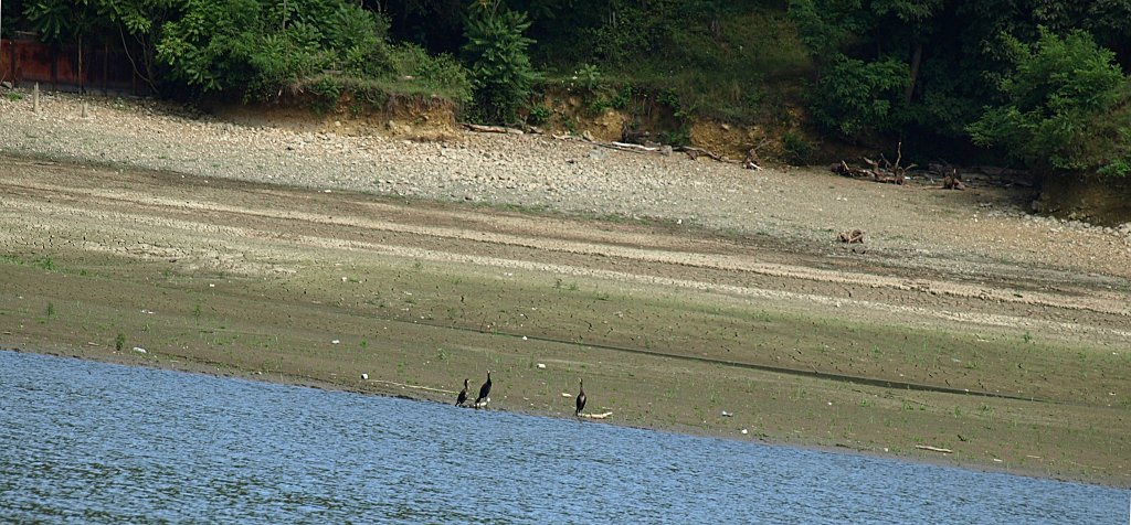 133.JPG - Kárókatonák élvezik a vizet.