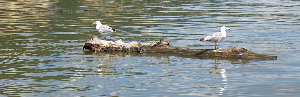 263.JPG - Potyautasok.