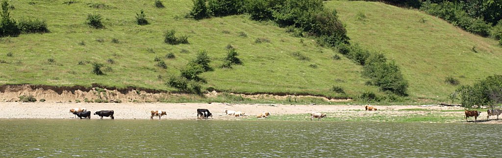 264.JPG - Fürdőző csorda.